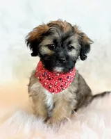 Spencer, a male Shihpoo for sale in Hawarden, IA – 5 of 10