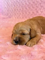 Latte, a female Cockapoo for sale in Hawarden, IA – 5 of 6