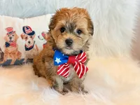 Kato, a male Morkie for sale in Hawarden, IA – 7 of 10