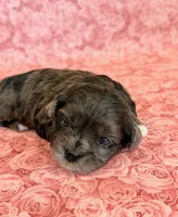Fergie, a female Shihpoo for sale in Hawarden, IA – 2 of 8