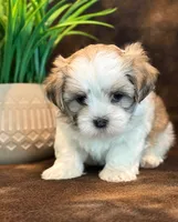 Peanut, a male Mal Shi for sale in Hawarden, IA – 4 of 10
