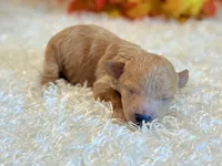 TinkerBell, a female Poodle - Toy  and Poodle - Miniature  for sale in Hawarden, IA – 2 of 8