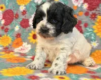 Ranger, a male Cockapoo for sale in Hawarden, IA – 5 of 6