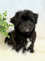 Dakotah, a male Shihpoo for sale in Hawarden, IA – 10 of 10
