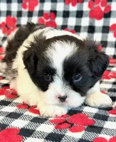 Herbie, a male Mal Shi for sale in Hawarden, IA – 2 of 7