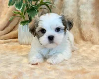 Paddington, a male Mal Shi for sale in Hawarden, IA – 2 of 10