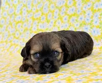 Flirt, a female Shihpoo for sale in Hawarden, IA – 7 of 9