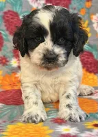 Ranger, a male Cockapoo for sale in Hawarden, IA – 6 of 6