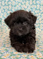 Dakotah, a male Shihpoo for sale in Hawarden, IA – 5 of 10