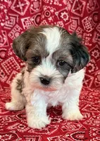 Domino, a male Shihpoo for sale in Hawarden, IA – 3 of 10