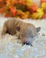 TinkerBell, a female Poodle - Toy  and Poodle - Miniature  for sale in Hawarden, IA – 4 of 8