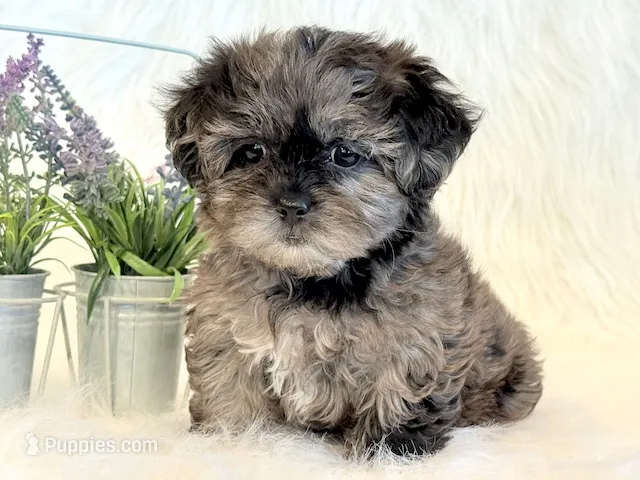 Freckles – Shihpoo puppy for sale in Hawarden, IA