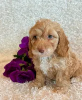 Ellie, a female Cockapoo for sale in Hawarden, IA – 6 of 10