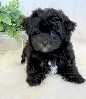Dakotah, a male Shihpoo for sale in Hawarden, IA – 9 of 10