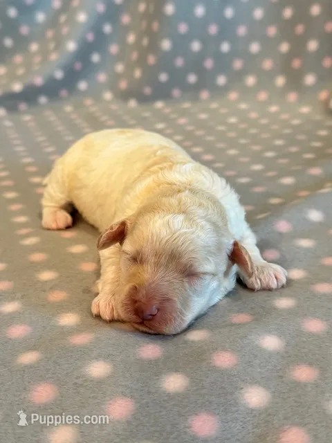 Millie – Cockapoo puppy for sale in Hawarden, IA
