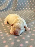 Millie, a female Cockapoo for sale in Hawarden, IA – 1 of 7