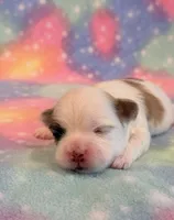 Shiloh, a male Mal Shi for sale in Hawarden, IA – 7 of 8