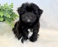 Dakotah, a male Shihpoo for sale in Hawarden, IA – 7 of 10