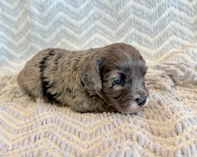 Elliot – Cockapoo puppy for sale in Hawarden, IA