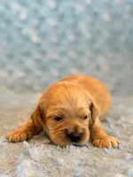 Lester, a male Cockapoo for sale in Hawarden, IA – 3 of 6