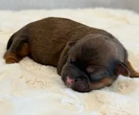 O'Malley, a male Shorkie for sale in Hawarden, IA – 3 of 6