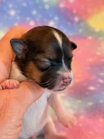 Nemo, a male Maltipoo for sale in Hawarden, IA – 3 of 9