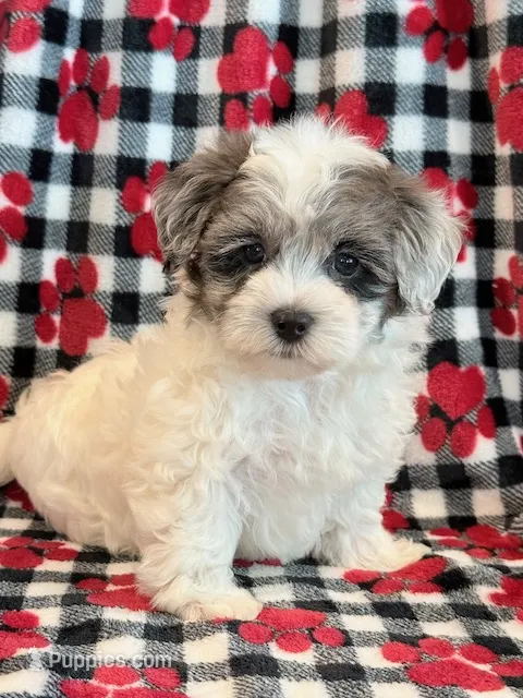 Newton – Maltipoo puppy for sale in Hawarden, IA