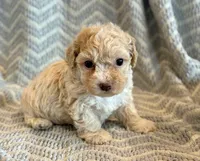 Pongo, a male Cockapoo for sale in Hawarden, IA – Photo 9 of 10