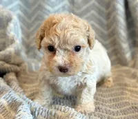 Pongo, a male Cockapoo for sale in Hawarden, IA – Photo 7 of 10