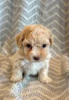 Pongo, a male Cockapoo for sale in Hawarden, IA – Photo 10 of 10