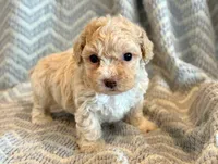 Pongo, a male Cockapoo for sale in Hawarden, IA – Photo 5 of 10
