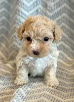 Pongo, a male Cockapoo for sale in Hawarden, IA – Photo 3 of 10