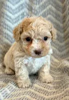 Pongo, a male Cockapoo for sale in Hawarden, IA – Photo 4 of 10