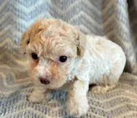 Pongo, a male Cockapoo for sale in Hawarden, IA – Photo 6 of 10
