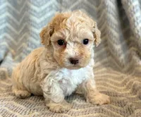 Pongo, a male Cockapoo for sale in Hawarden, IA – Photo 2 of 10