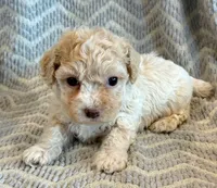Pongo, a male Cockapoo for sale in Hawarden, IA – Photo 8 of 10