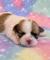 Stella, a female Mal Shi for sale in Hawarden, IA – 5 of 8
