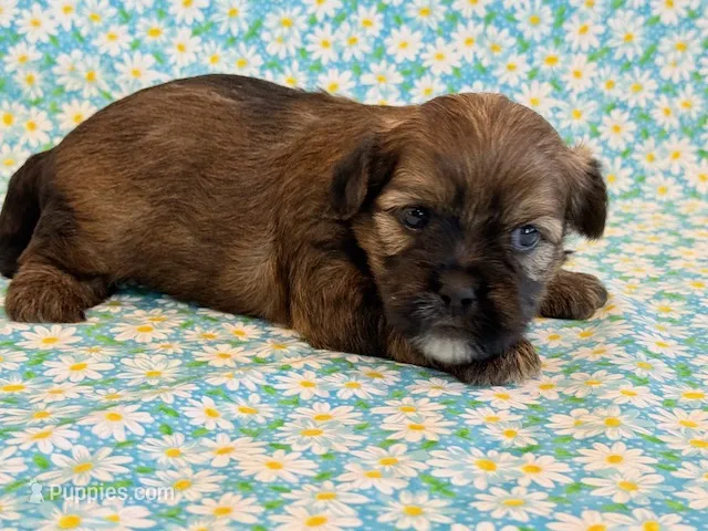 Oakley – Shorkie puppy for sale in Hawarden, IA