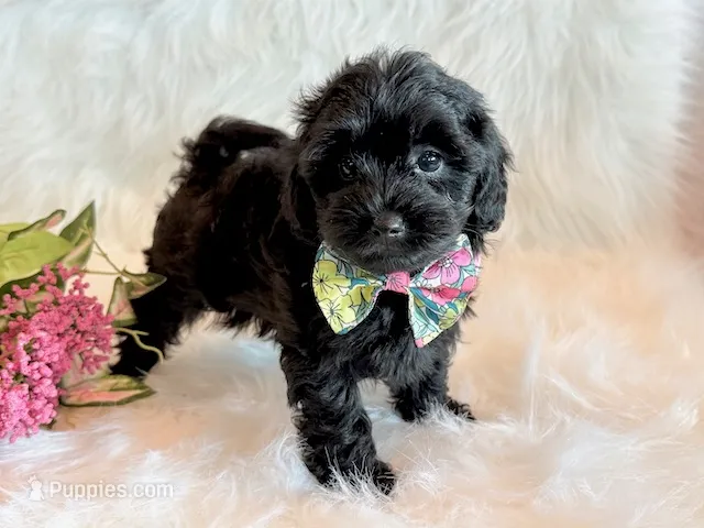 Josie – Yorkipoo puppy for sale in Hawarden, IA
