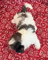 Domino, a male Shihpoo for sale in Hawarden, IA – 8 of 10