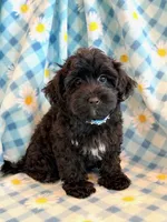 Jeb, a male Yorkipoo for sale in Hawarden, IA – 8 of 10