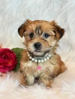 Katana, a female Morkie for sale in Hawarden, IA – 5 of 10