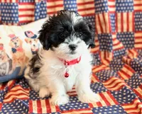 Baylor, a male Mal Shi for sale in Hawarden, IA – 7 of 9