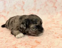 Freckles, a female Shihpoo for sale in Hawarden, IA – 3 of 9