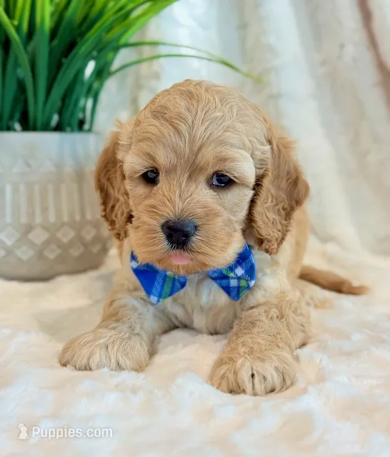 Leo – Cockapoo puppy for sale in Hawarden, IA