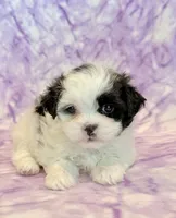 Hazel, a female Mal Shi for sale in Hawarden, IA – 4 of 9