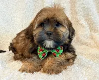Oakley, a male Shorkie for sale in Hawarden, IA – 6 of 9