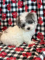 Newton, a male Maltipoo for sale in Hawarden, IA – 7 of 10