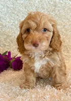 Ellie, a female Cockapoo for sale in Hawarden, IA – 4 of 10