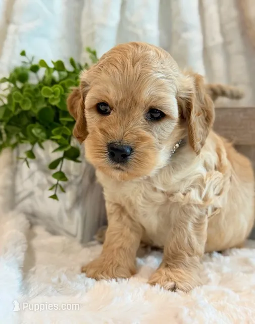 Lester – Cockapoo puppy for sale in Hawarden, IA